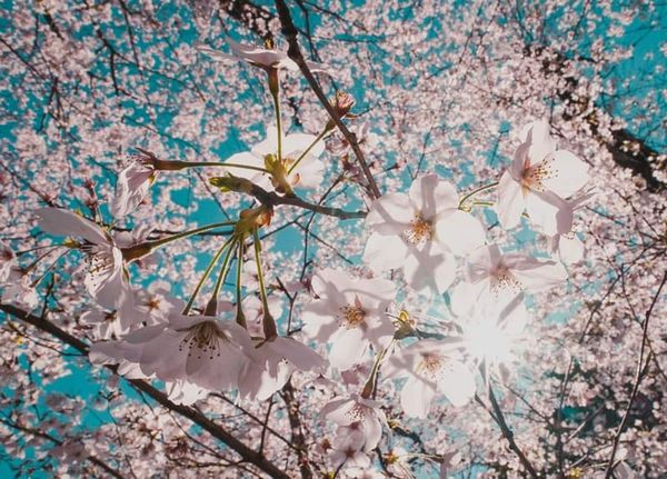 世の中は三日見ぬ間の桜かな