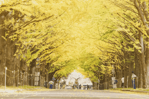 ginkgo