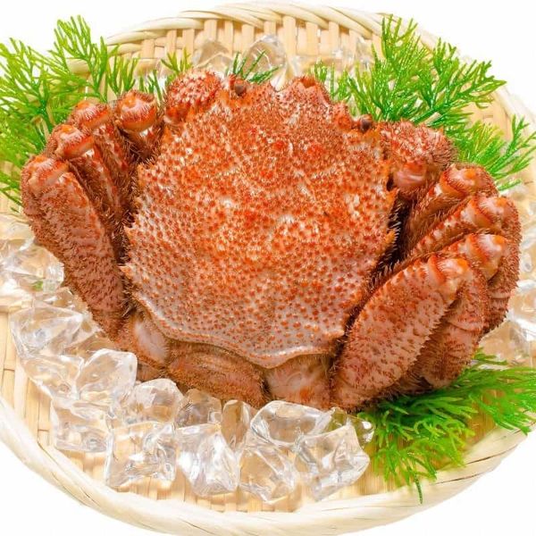 cua lông ngựa