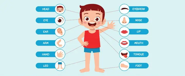 App Học Từ Vựng Tiếng Nhật Bằng Hình Ảnh App Học Từ Vựng Tiếng Nhật Bằng Hình Ảnh
