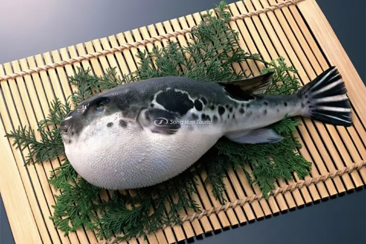 Cá Nóc Tiếng Nhật