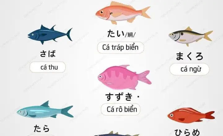 Cá Thu Tiếng Nhật Là Gì Cá Thu Tiếng Nhật Là Gì