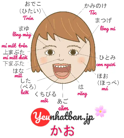 Các Bộ Phận Trên Cơ Thể Người Tiếng Nhật