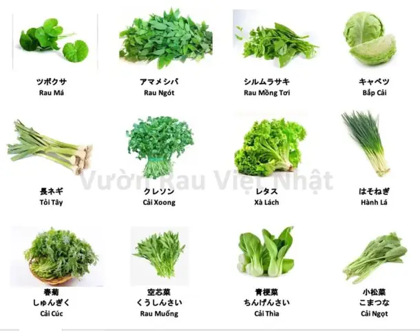 Cải Thìa Tiếng Nhật