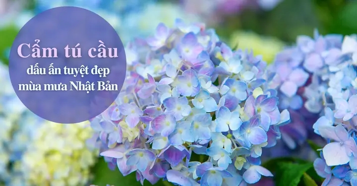 Cẩm Tú Cầu Tiếng Nhật