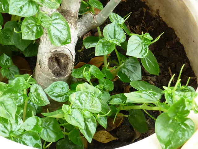 Càng Càng Tiếng Nhật