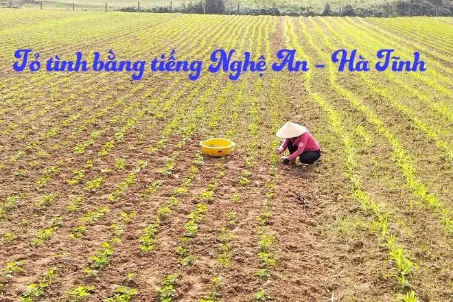 Câu Tỏ Tình Bằng Tiếng Nhật