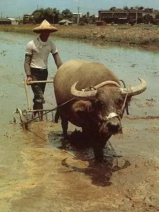 Con Bò Tiếng Nhật Con Bò Tiếng Nhật