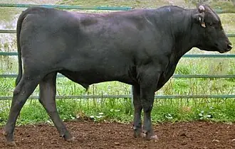 Con Bò Trong Tiếng Nhật