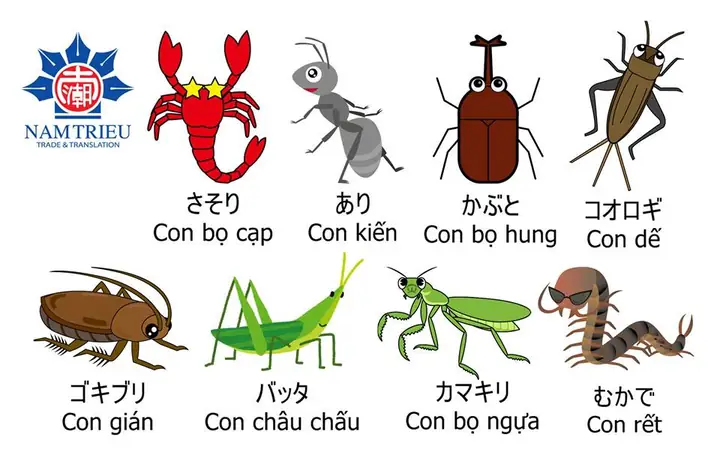 Con Gián Tiếng Nhật Là Gì
