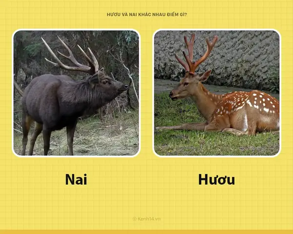 Con Nai Tiếng Nhật Là Gì