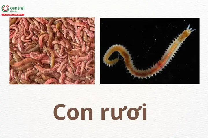 Con Rươi Tiếng Nhật Là Gì
