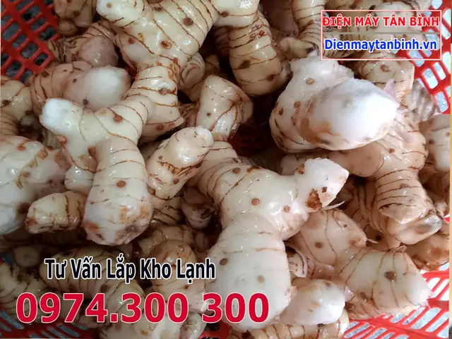 Củ Riềng Tiếng Nhật Là Gì Củ Riềng Tiếng Nhật Là Gì