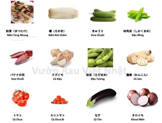 Củ Sắn Tiếng Nhật