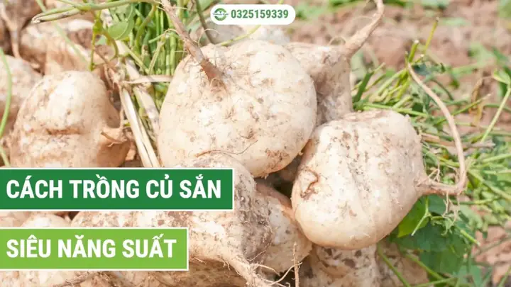 Củ Sắn Tiếng Nhật