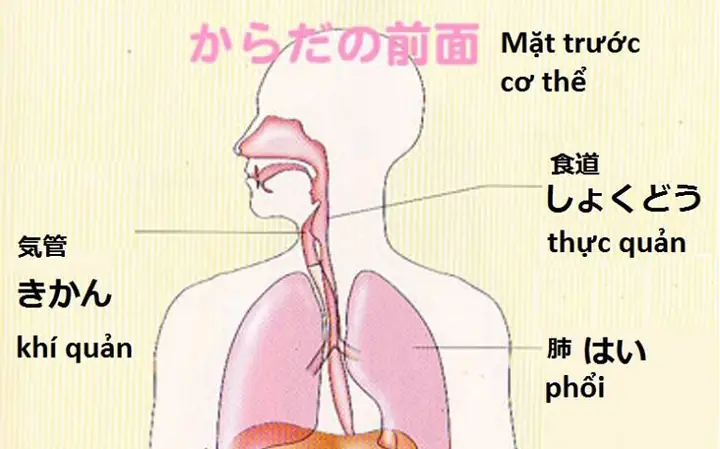 Dạ Tiếng Nhật Là Gì