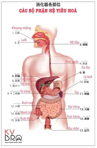 Dạ Tiếng Nhật Là Gì