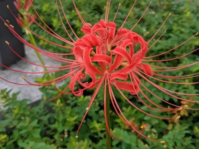 Hoa Bỉ Ngạn Trong Tiếng Nhật