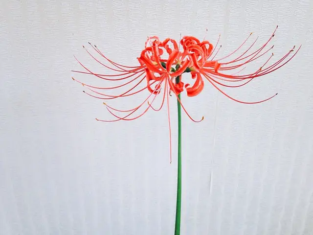Hoa Bỉ Ngạn Trong Tiếng Nhật