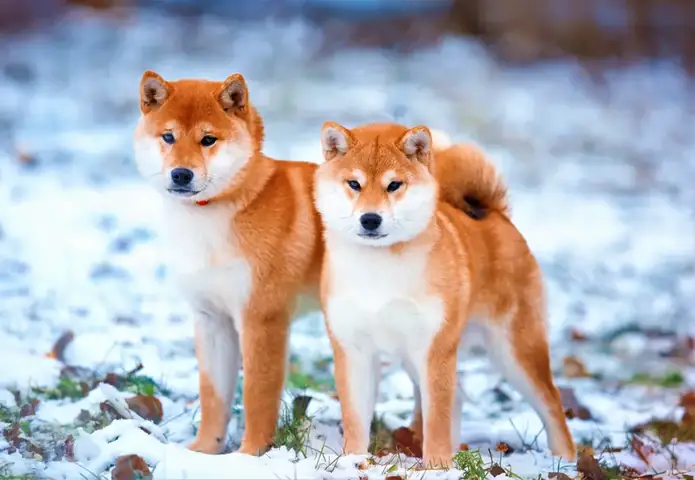 Inu Tiếng Nhật Inu Tiếng Nhật