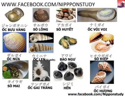 Ốc Tiếng Nhật