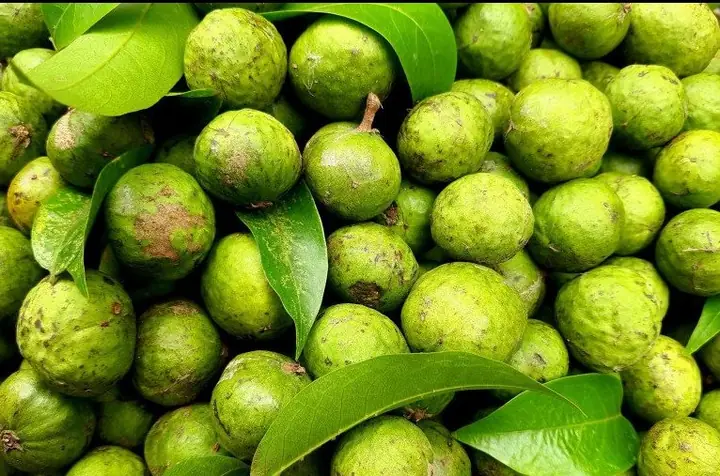 Quả Sấu Tiếng Nhật Quả Sấu Tiếng Nhật