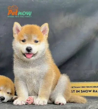 Shiba Trong Tiếng Nhật
