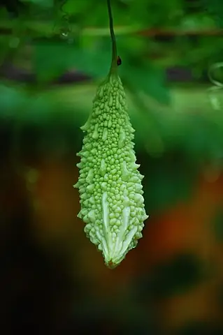 Trái Khổ Qua Tiếng Nhật