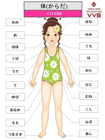Từ Vựng Cơ Thể Người Tiếng Nhật Từ Vựng Cơ Thể Người Tiếng Nhật