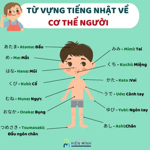 Từ Vựng Cơ Thể Người Tiếng Nhật Từ Vựng Cơ Thể Người Tiếng Nhật