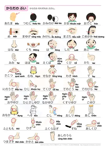 Từ Vựng Về Cơ Thể Người Tiếng Nhật