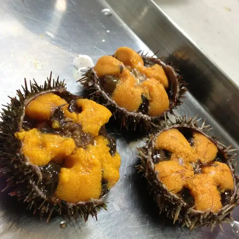 Uni Tiếng Nhật Là Gì