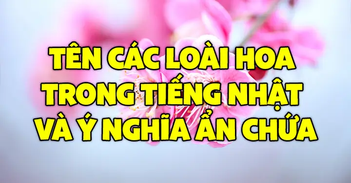Ý Nghĩa Các Loài Hoa Trong Tiếng Nhật